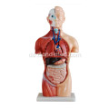 42CM Sexless Torso 18 Teile